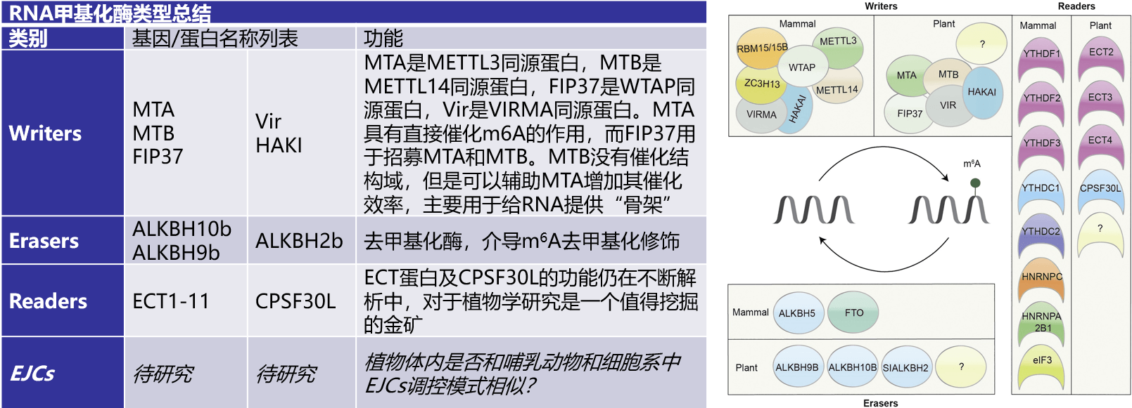 亚洲熟妇无码乱子AV电影