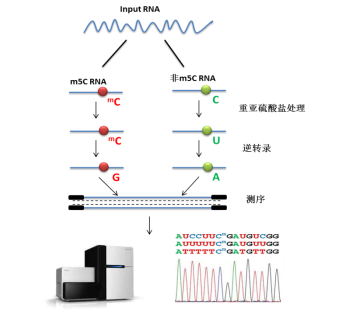 云序生物(m5C)RNA甲基化测序流程 云序生物(m5C)RNA甲基化测序流程