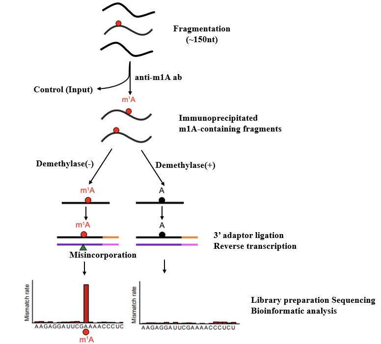 亚洲熟妇无码乱子AV电影