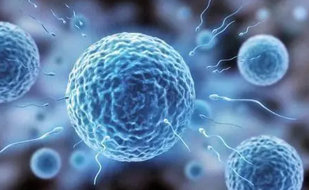 文献解读|Nat Commun（16.6）：母体维生素 B1 是后代原始卵泡形成