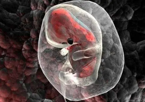 文献解读|Cell Rep（8.8）：滋养细胞信号促进子宫内膜干扰素反应和脂质代