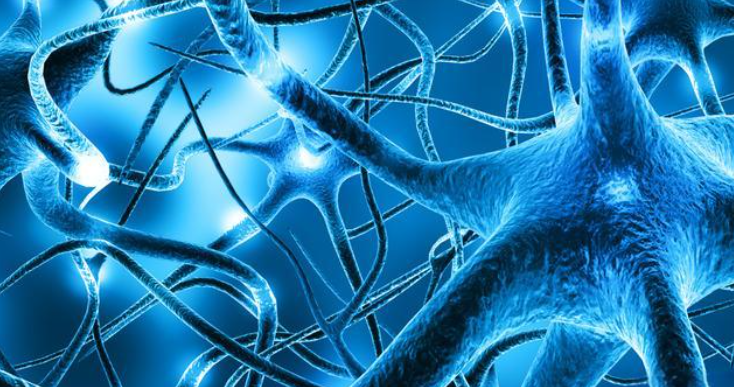 文献解读|Cell Discov（33.5）：人类胎儿小脑谱系发育和空间组织的单