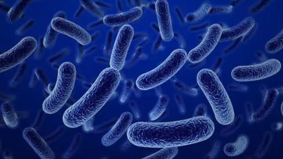 文献解读|Nature（64.8）：一个独特的具核梭杆菌进化枝在结直肠癌领域占据