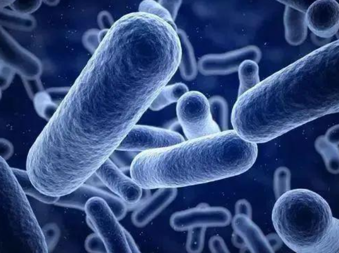 文献解读|Bone Res（12.7）：肠道微生物代谢物靶向成纤维细胞样滑膜细胞