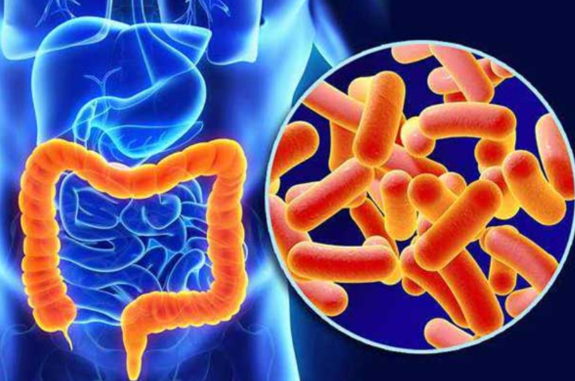 文献解读|J Nanobiotechnology（10.2）：产自于马齿苋的可食