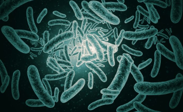 文献解读|Nat Metab（18.9）：生酮饮食诱导的胆汁酸通过减少卡路里吸收