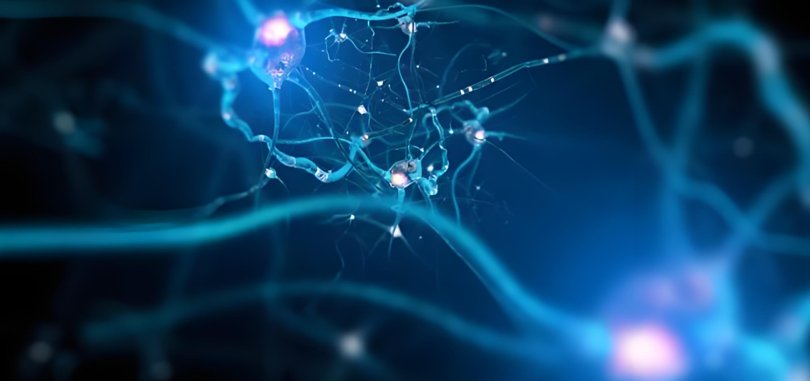 文献解读|Nat Commun（14.7）：MYT1L 缺乏会损害皮质发育过程中