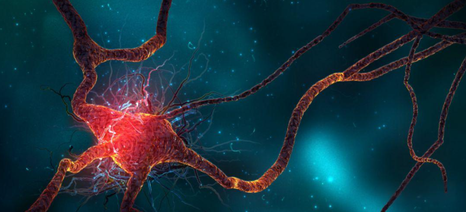 文献解读|Nat Commun（14.7）：非人类灵长类动物季节性转录组图谱揭示