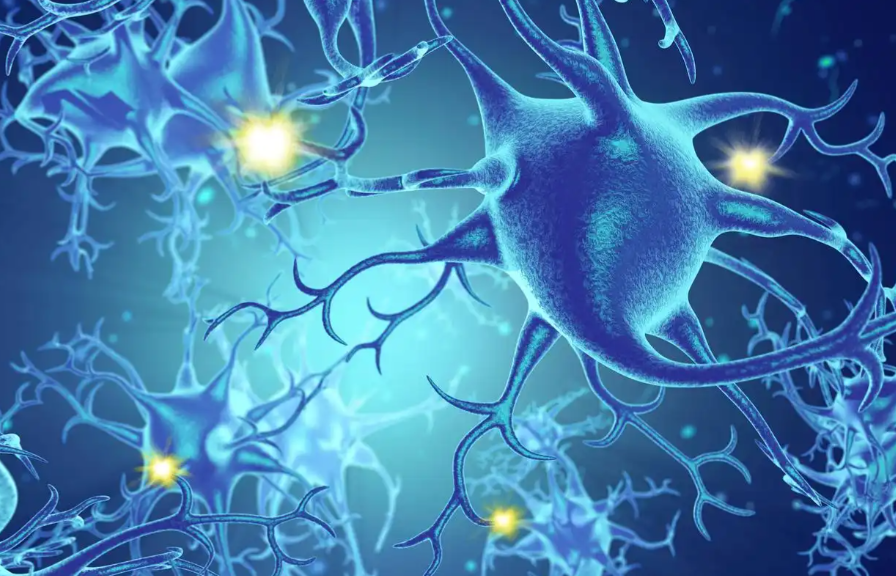 文章解读|Nat Commun（14.7）：具有放射状胶质细胞特征的人类 iPS