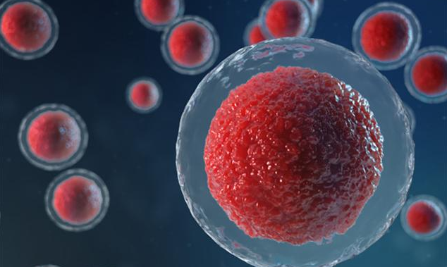 文献解读|Cancer Cell（48.8）：癌周细胞毒性 T 淋巴细胞的交叉呈