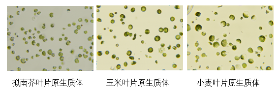 亚洲熟妇无码乱子AV电影