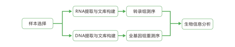 亚洲熟妇无码乱子AV电影