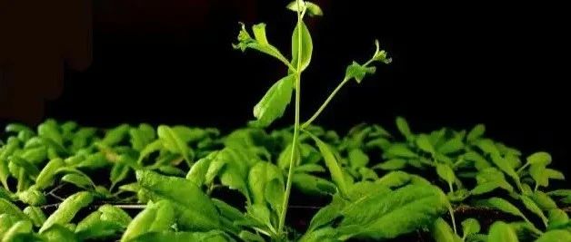 亚洲熟妇无码乱子AV电影