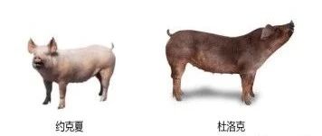 亚洲熟妇无码乱子AV电影