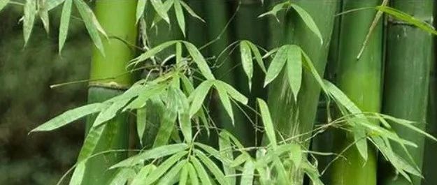 亚洲熟妇无码乱子AV电影